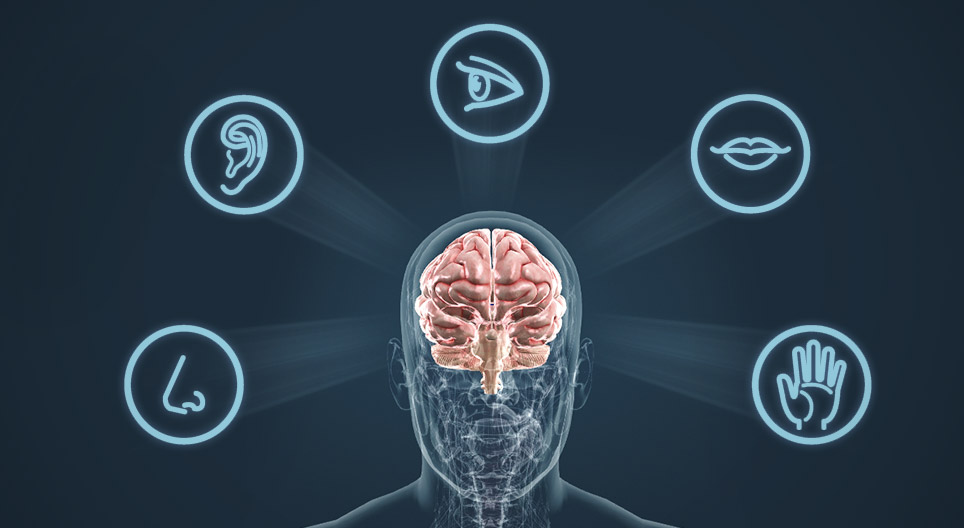 كيف يعمل الإحساس بالرائحة داخل دماغ الإنسان؟